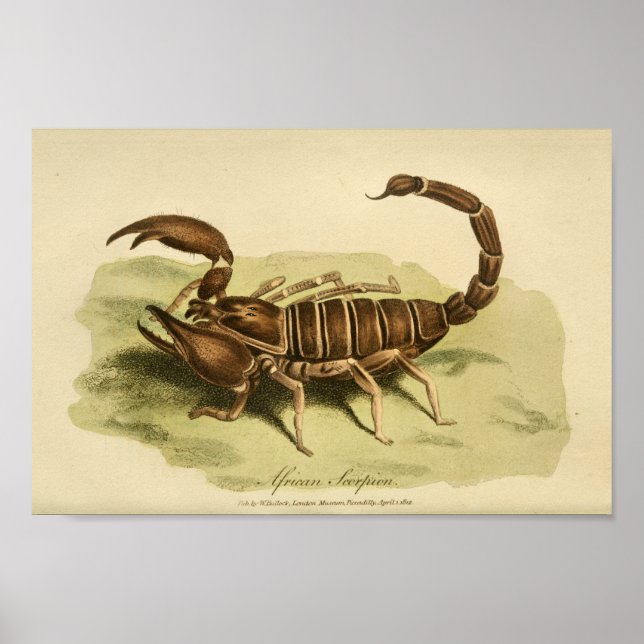Vintage African Scorpion Natural History Impressão (Frente)