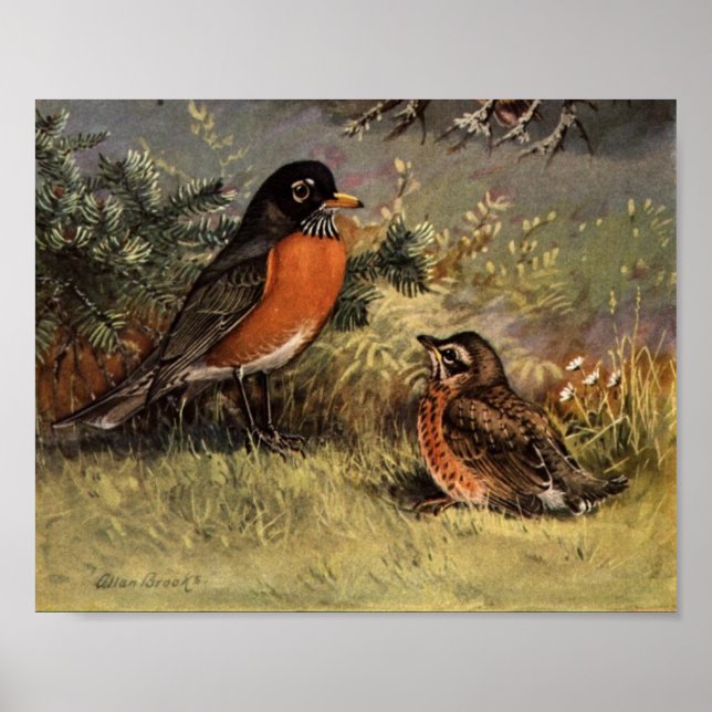 Vintage American Robin Poster Art (Frente)