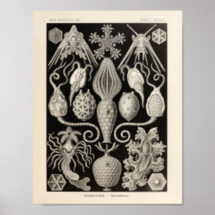 Vintage Amphoridea Ernst Haeckel Art Impressão