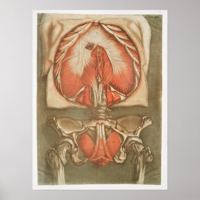 Vintage Anatomical Illustration Poster (Frente)