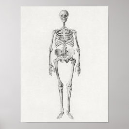 Vintage Anatomical Illustration Poster