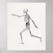 Vintage Anatomical Illustration Poster