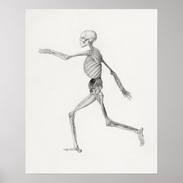 Vintage Anatomical Illustration Poster (Frente)