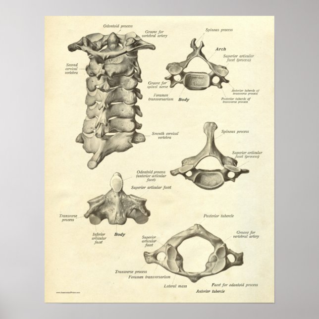 Vintage Anatomy Impressão Bones Cervical Vertebra (Frente)