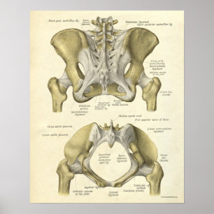 Vintage Anatomy Impressão Bones Pelvis