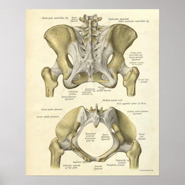 Vintage Anatomy Impressão Bones Pelvis (Frente)