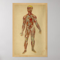 Vintage Anatomy Impressão Heart Arteries Veins