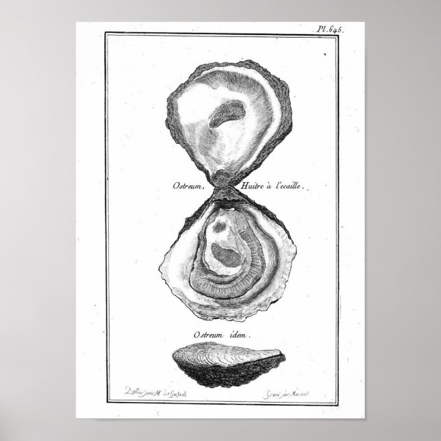 Vintage Animal Poster - Oyster (Frente)
