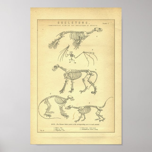 Vintage Animal Skeletons Impressão (Frente)