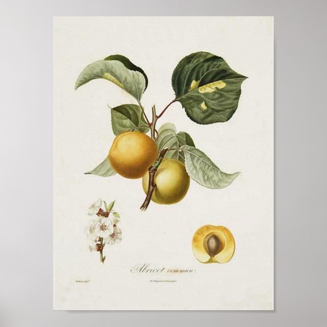 Vintage Apricot Poster (Frente)