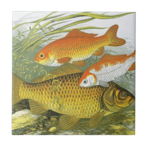 Vintage Aquatic Goldfish Koi Fish, Vida Marinha