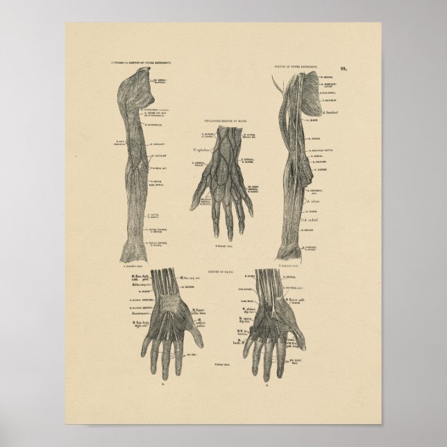 Vintage Arm Nerves Anatomy 1880 Impressão (Frente)