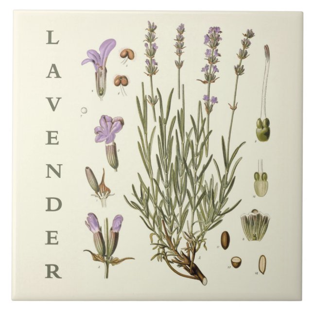 Vintage Art: Lavender Plant and Flowers Scientific (Frente)