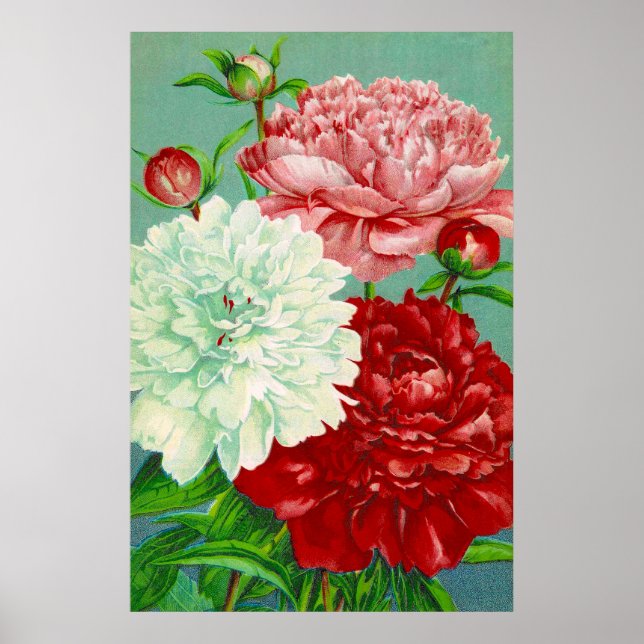 Vintage Art vintage floral Peonies Impressão (Frente)