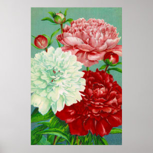 Vintage Art vintage Peonies Impressão