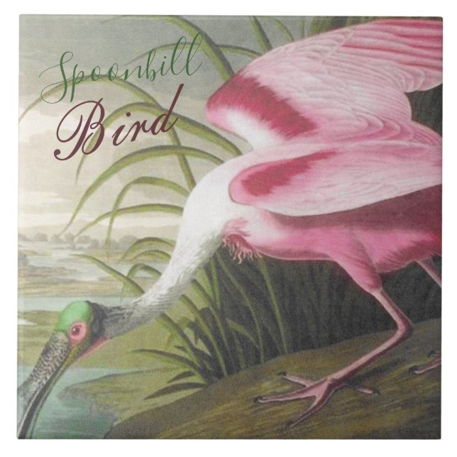 Vintage Audubon Illustration Spoonbill Bird (Frente)