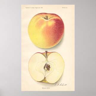 Vintage Banana Apple Poster