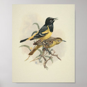 Vintage Bird Black Yellow Impressão
