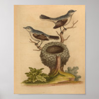 Vintage Bird Blue Brown Nest Impressão