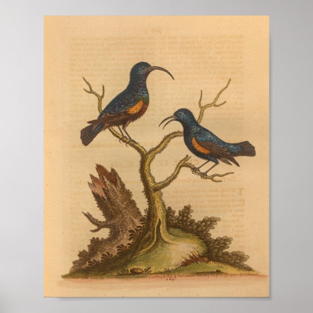 Vintage Bird Blue Orange Impressão (Frente)