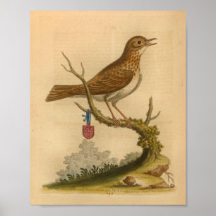 Vintage Bird Brown Impressão