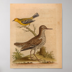 Vintage Bird Brown Yellow Impressão