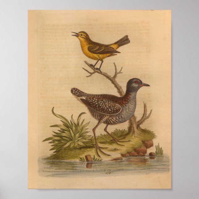 Vintage Bird Brown Yellow Impressão (Frente)