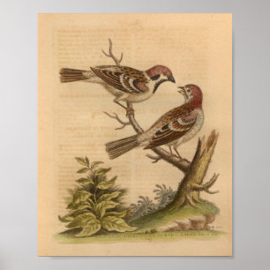 Vintage Bird Espetacularizada Impressão