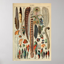 Vintage Bird Feather Impressão Plumes Wall Art Dec