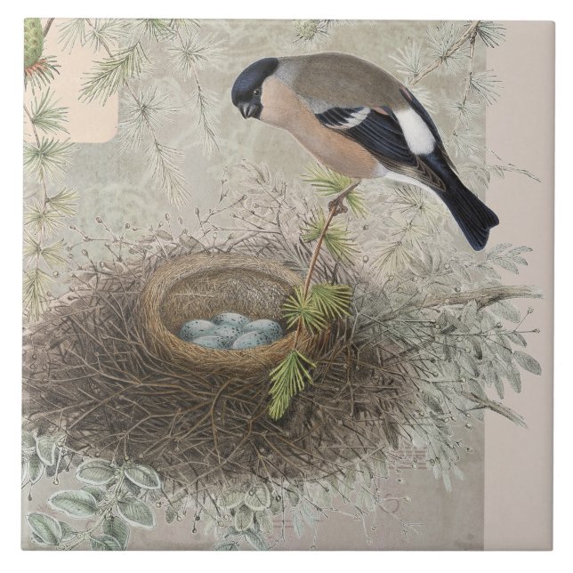 Vintage Bird Nest Blue Egs Collaf Folha (Frente)