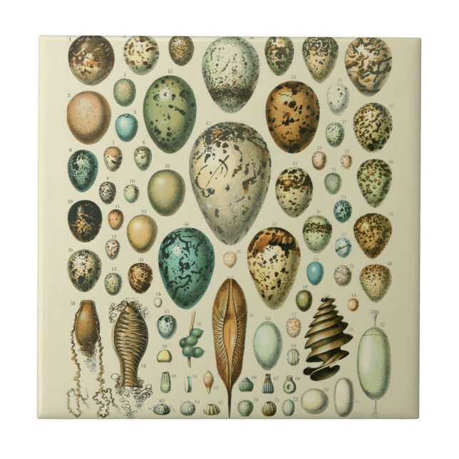 Vintage Bird Ovos de Peixes Franceses (Frente)