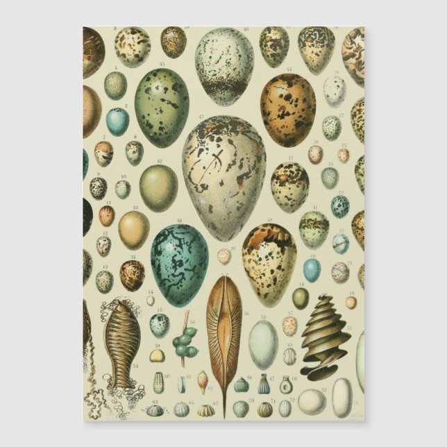 Vintage Bird Ovos de Peixes Franceses (Frente)