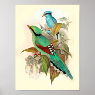 Vintage Bird Poster