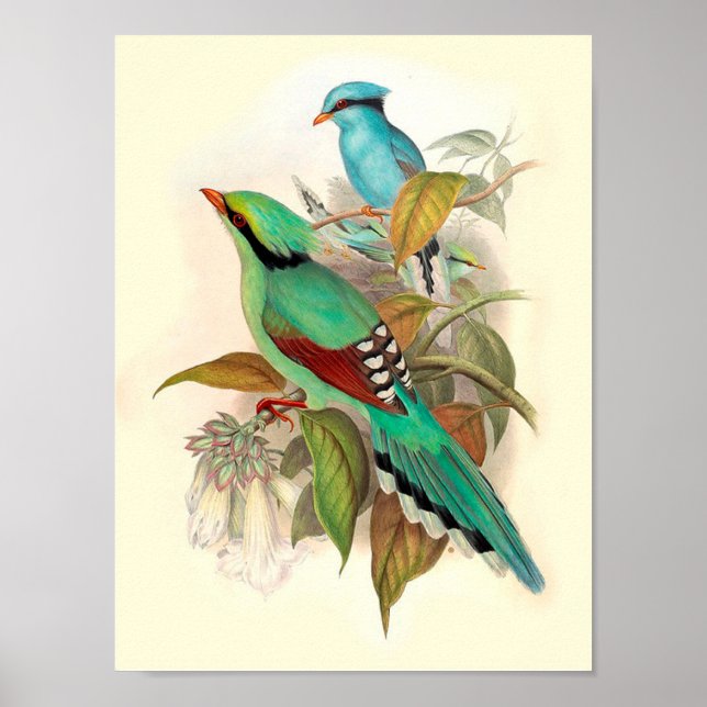 Vintage Bird Poster (Frente)