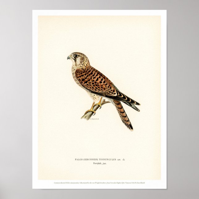 Vintage Bird Poster - Falcão Kestrel Comum (Frente)