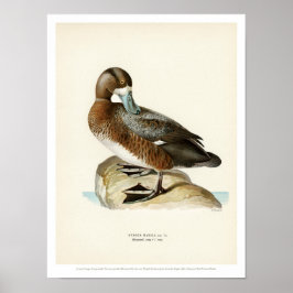 Vintage Bird Poster - Maior Scaup