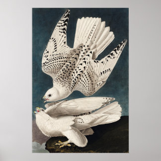 Vintage Bird Poster Wall Art-Islândia Jer Falcon