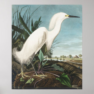 Vintage Bird Poster Wall Art - White Egret