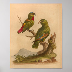 Vintage Bird Red Green Parrots Impressão