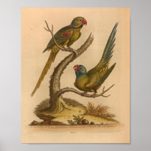 Vintage Bird Red Green Parrots Impressão
