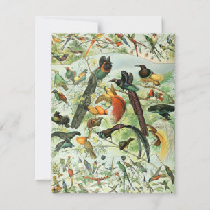 Vintage Birds Antiga Ilustração de Livros