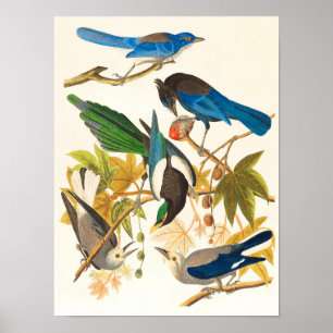 Vintage Birds Impressão