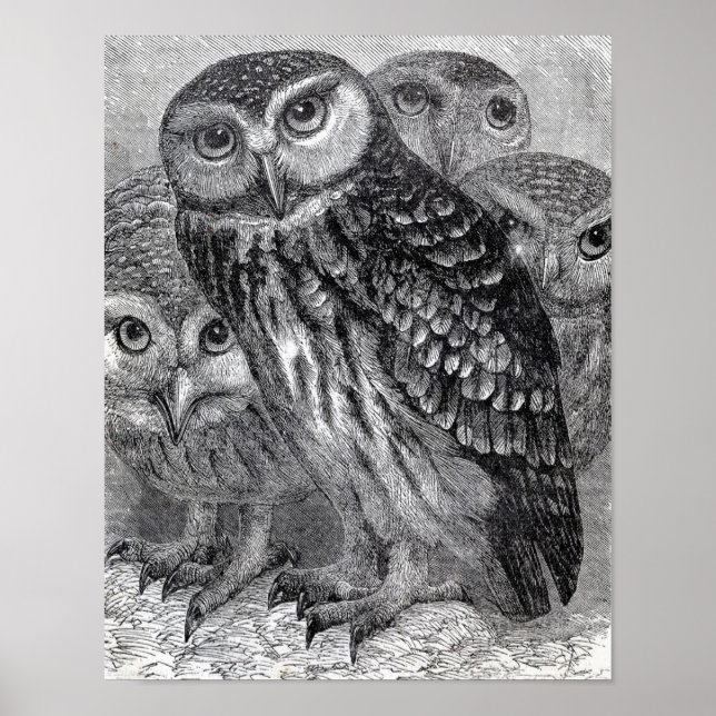 Vintage Black and White Owl Poster (Frente)