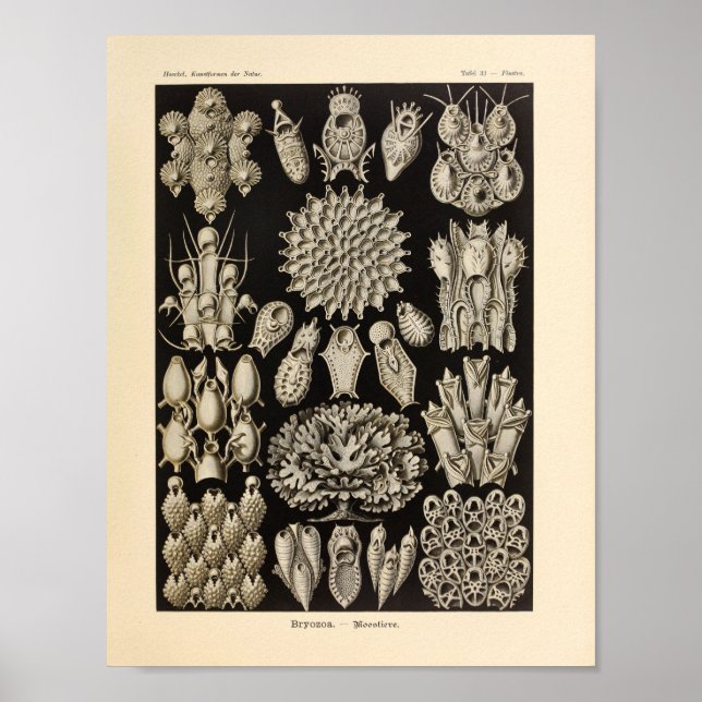 Vintage Black Ernst Haeckel Ocean Life Impressão (Frente)