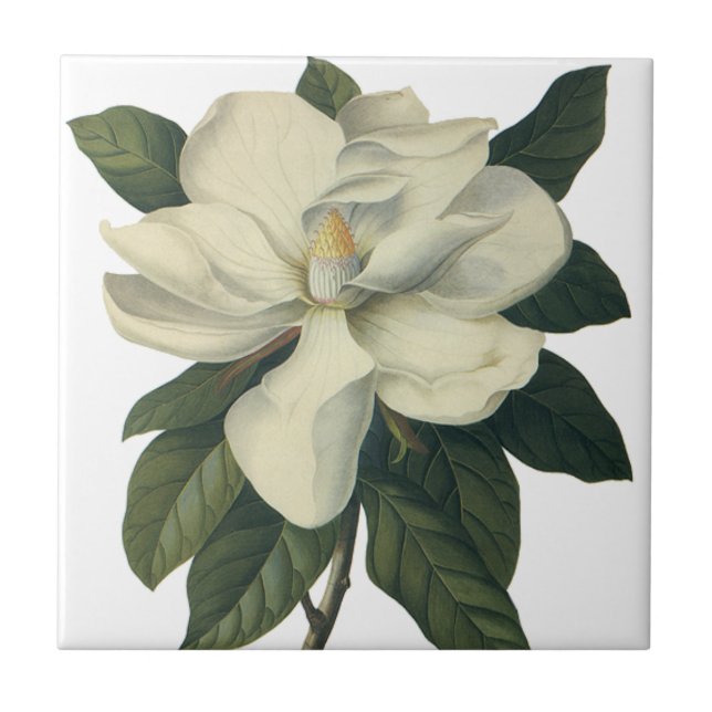 Vintage Blooming White Magnolia Blossom Flores (Frente)