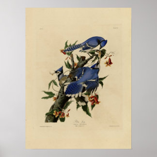 Vintage Bluebird Painting Poster