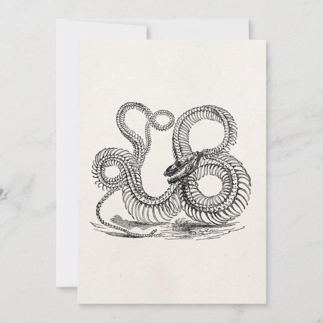 Vintage Boa Cobra Skeleton Personalizado Modelo (Frente)