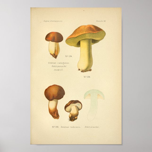 Vintage Boletus Brown Mushroom Art Impressão franc (Frente)