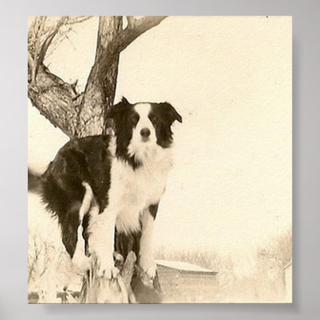 Vintage Border Collie Poster (Frente)