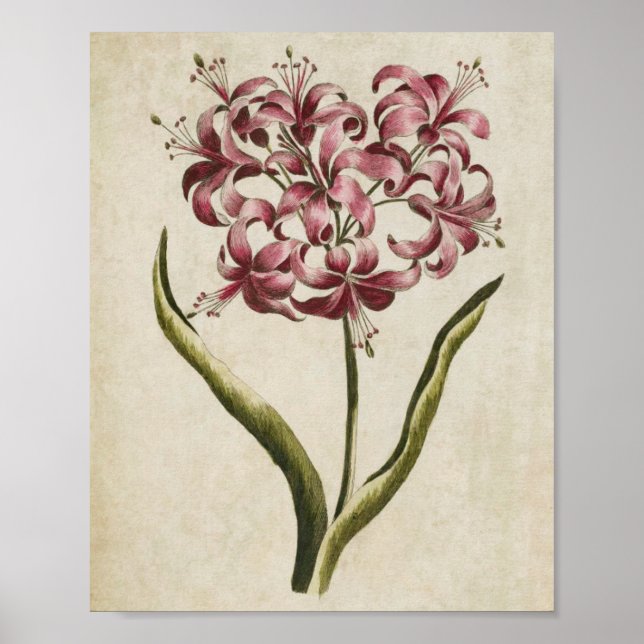 Vintage Botanal Guernsey Lily Impressão (Frente)